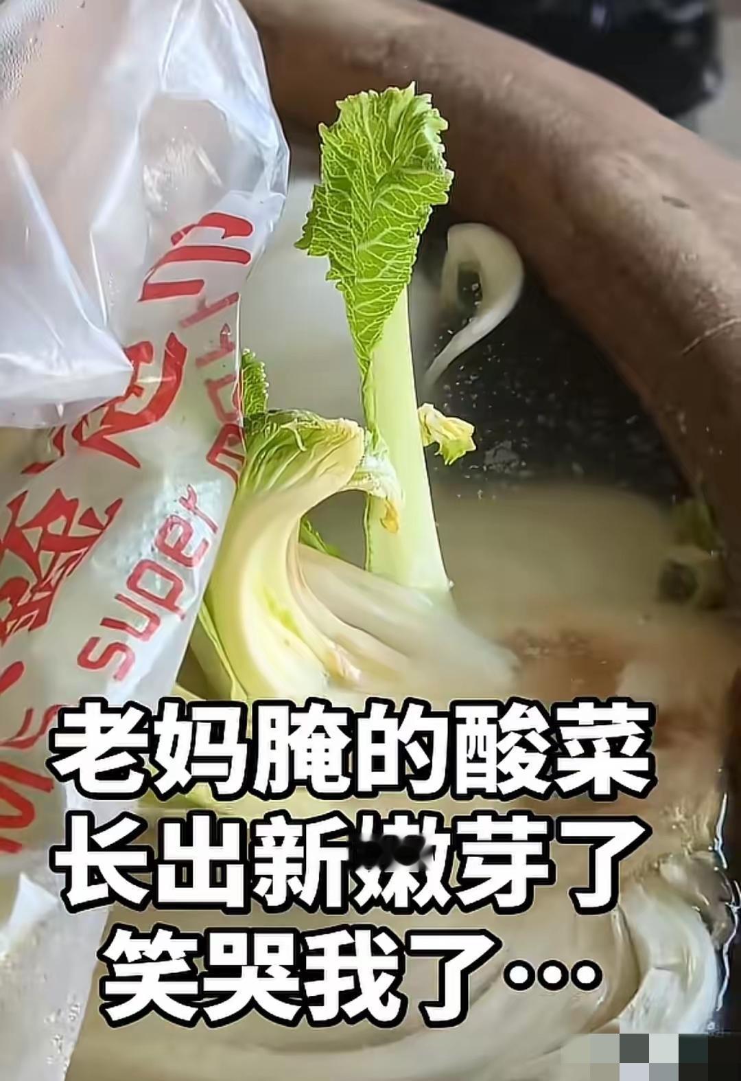 白菜本来是放到盐菜缸里去做盐菜的，谁知道半个月之后，一颗白菜竟然长出了新芽？网友