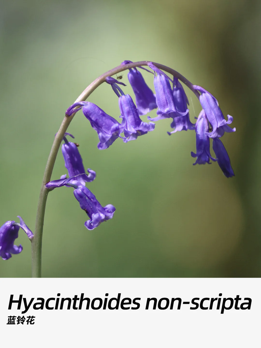 带你每天认识一种花材457｜蓝铃花