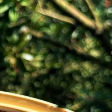🪏【杨梅的种植方法】1、种植时间：杨梅一年四季都可以种植，不过杨梅种植的最佳时