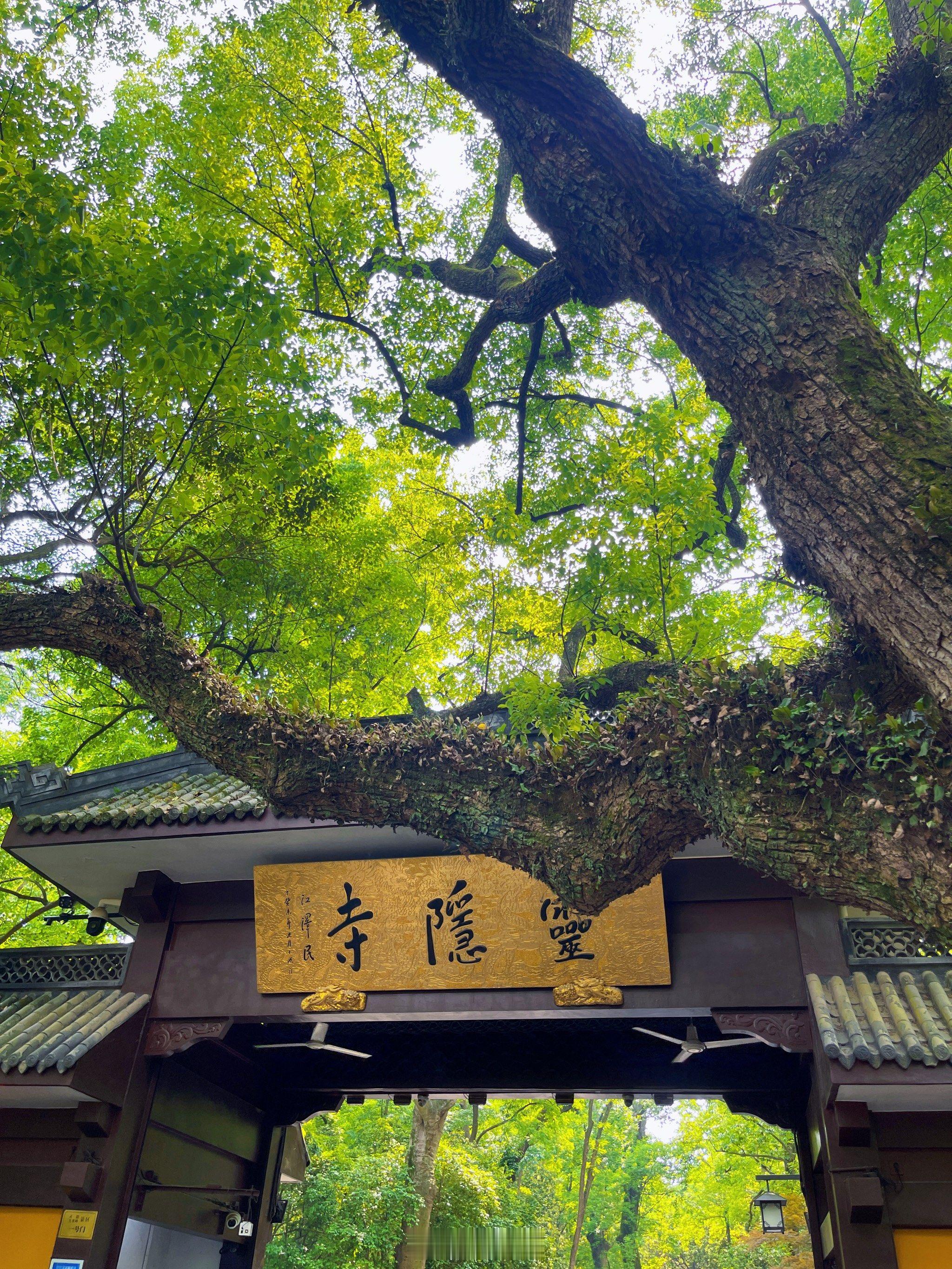 很多免费景区都有这个问题，预约的人没来，想来的又约不上.灵隐寺在以前就是高热度的