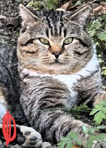 讲一个🐱王的故事！村里的狸花猫王，都是在野外长大的。它的体型很大，像迷