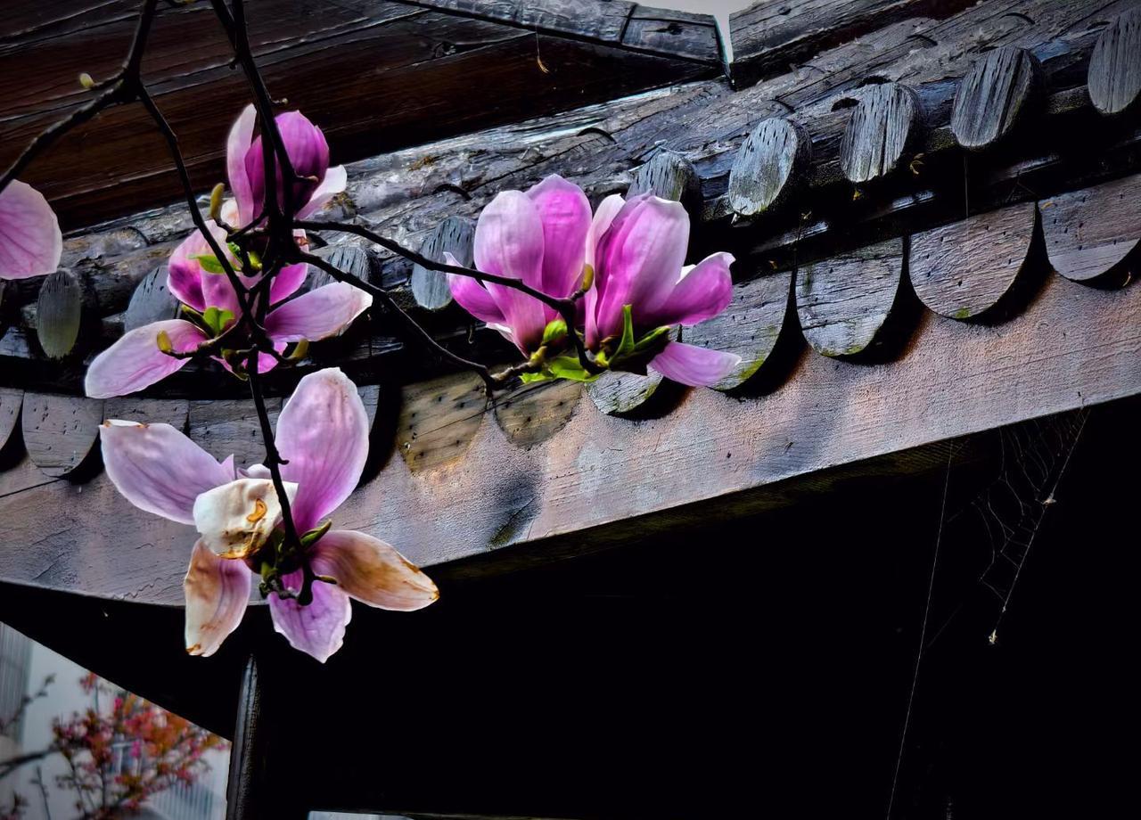 养家不是一个人的事了。房贷占收入一半，教育开支比二十年前贵四倍，工资追不上物