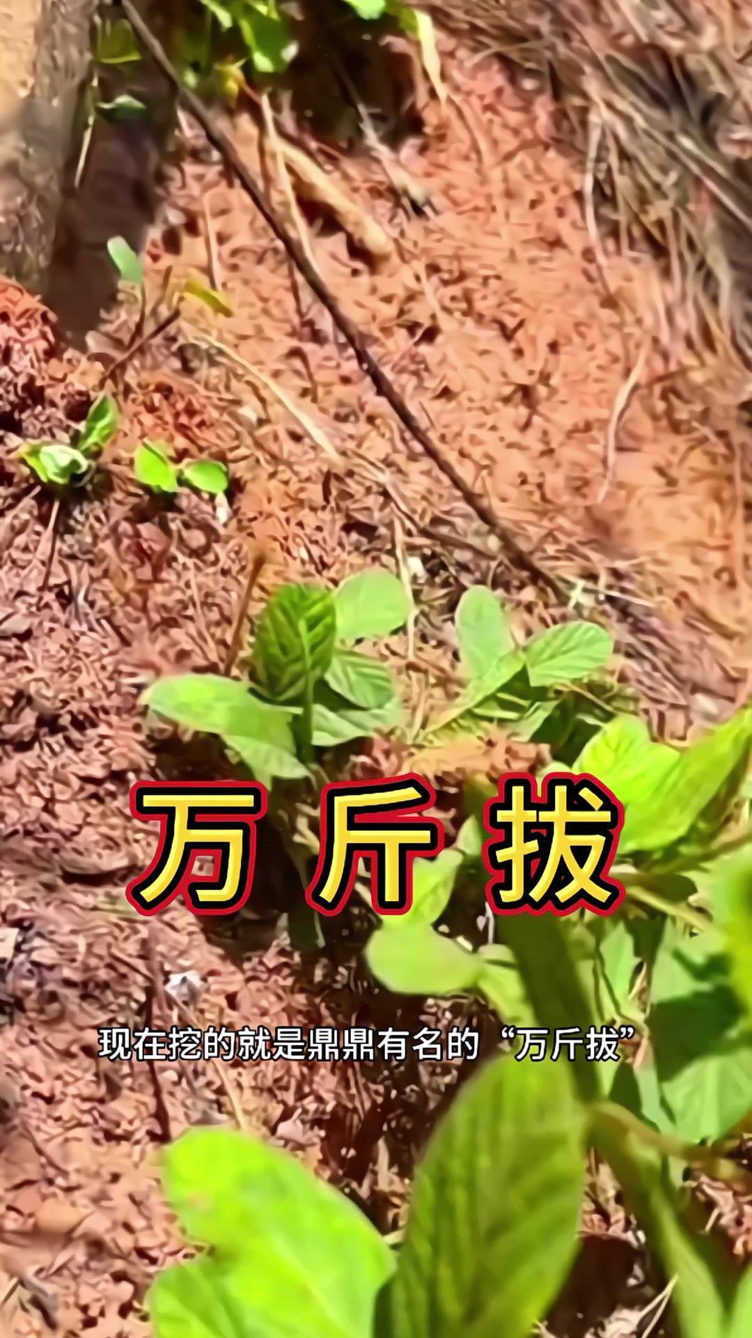 🌿老鼠尾小叶千斤拔，你家乡有这种植物吗？✨挖的就是鼎鼎有名的万斤拔，人称老