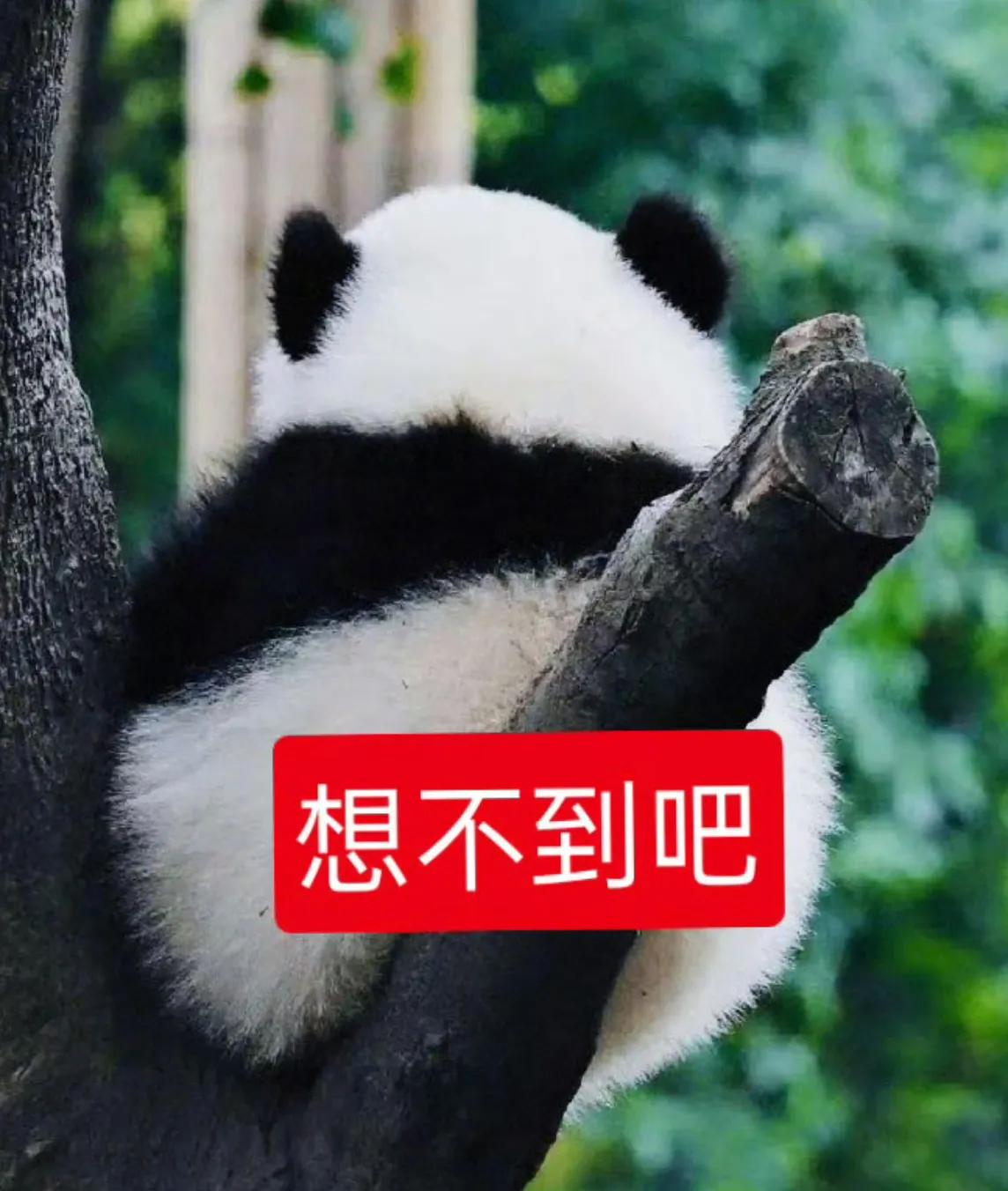 最近网上有个关于“啃老”的说法挺戳心窝子的。有人把不同家庭给子女支持的区别，总结