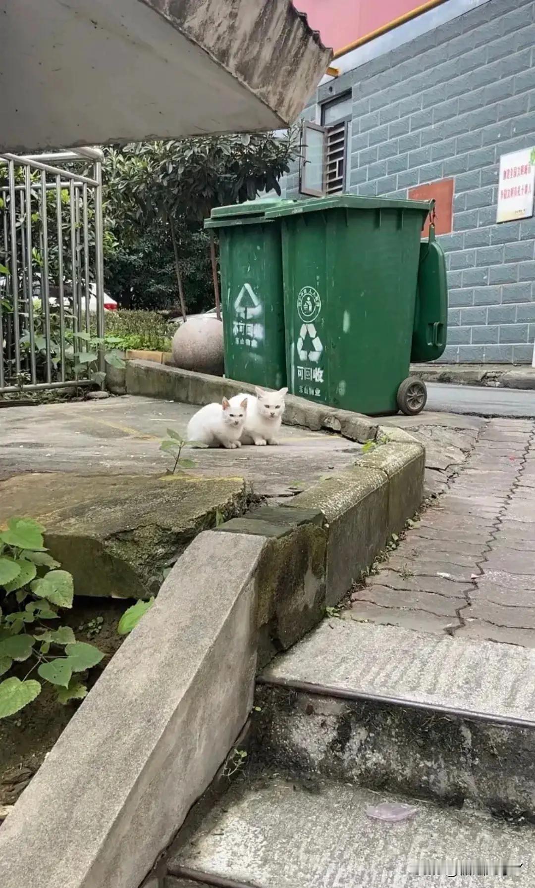 复制粘贴的小猫咪,怎么连鼻孔都辣么像呀!