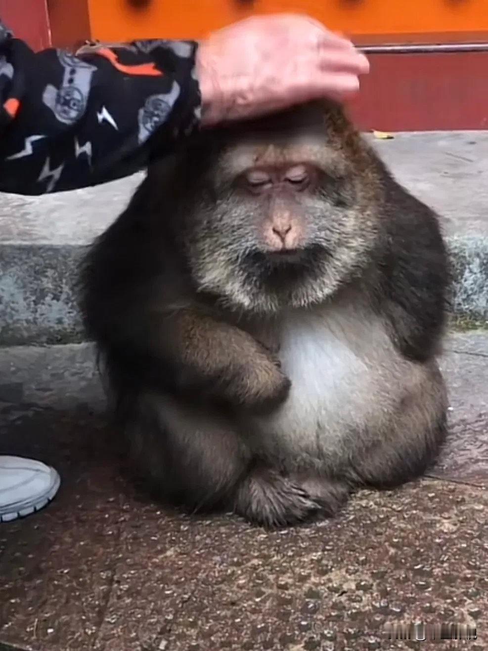 第一次看到猴子还能用慈眉善目来形容。在宁波羊祜殿，有一只独臂猴，名字叫星星，据说