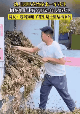 现在幼儿园园长也太会整活了吧，直接拉来一整车带泥的花生让娃们上手，第一眼瞅着还真