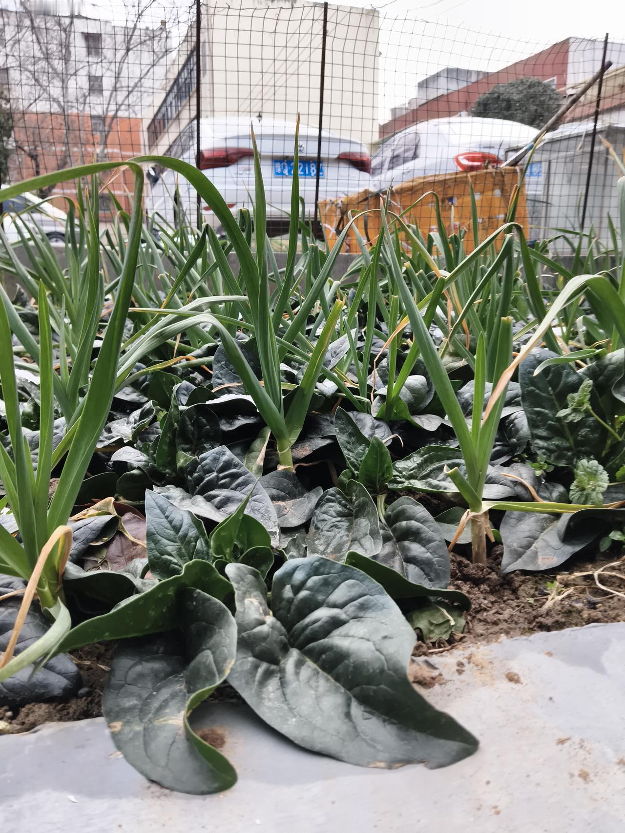 新年爱好打卡看看路边的菜好不好？就这样，没多大一点地方，种了点菜就可以应急了。这