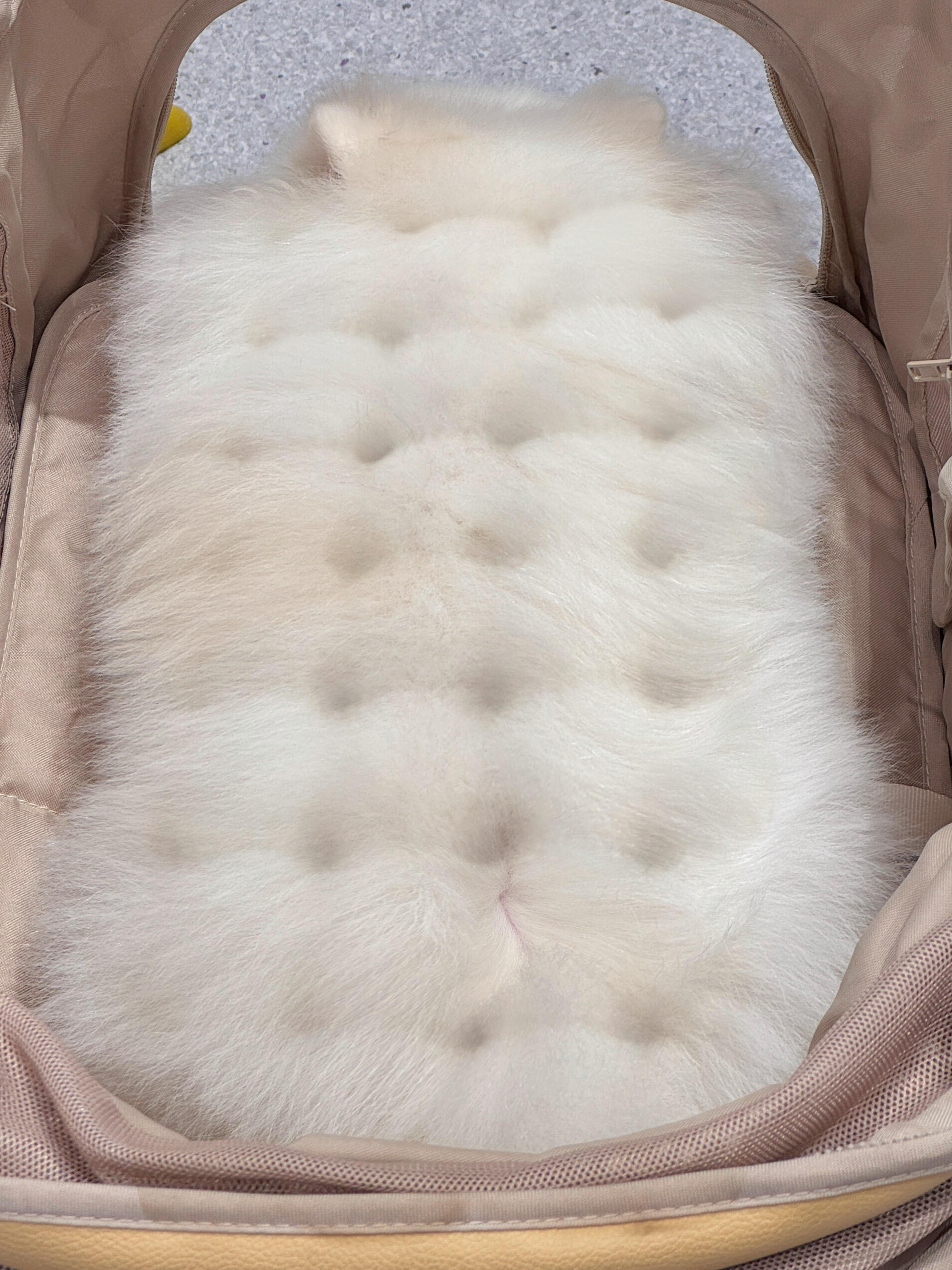 我的霉豆腐算发成功了吗？