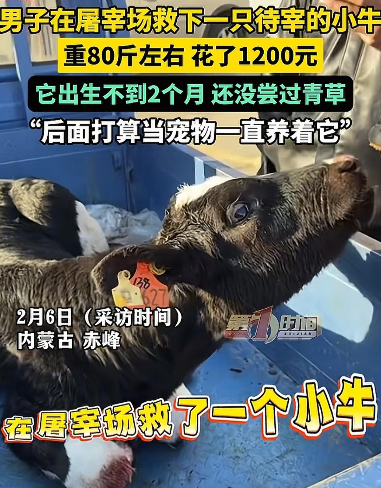 内蒙古，男子去屠宰场买肉，无意中看到一头待宰的小牛，看到牛耳朵上的牌子，男子心里