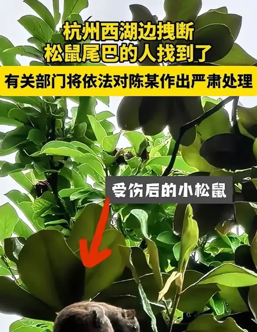 简直令人气得发抖，怎么会有人如此残忍。就在6月10日中午，杭州西湖边一名