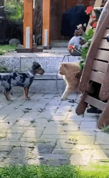 一只狗狗和一只猫咪狭路相逢，猫咪明显比狗狗又高又壮。本来即使比狗要小的多的猫都能