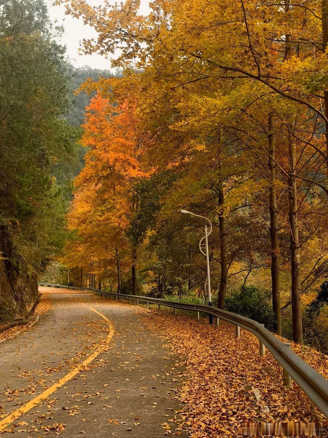 秋色正浓莲都街巷、山林已悄然换上“彩妆”无论驾车疾驰还是漫步徐行满目皆是绚烂漫