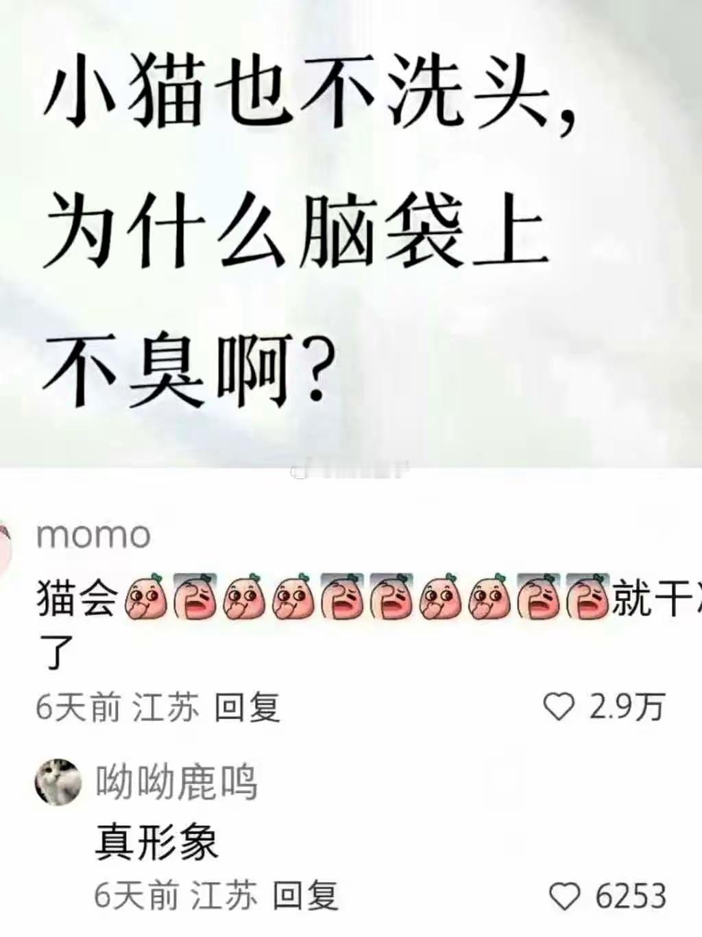 要不是养着猫，我真怕他忽悠我，但这传神的表情包组合，真是震撼了我。那么问题来了，