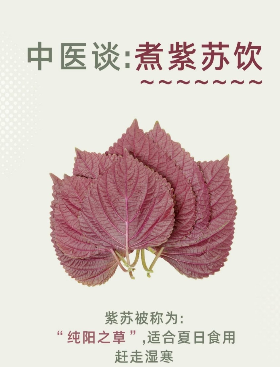 紫苏水的10种养生喝法夏季正是吃紫苏的季节~紫苏10种搭配养生喝法，祛湿又养