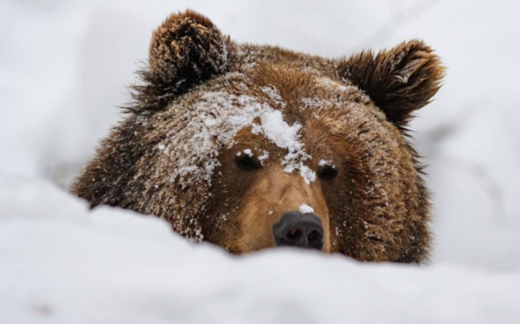 狼群会吃掉冬眠的熊吗？答案很明确：大概率不可能，即便出现极端情况，也绝非狼