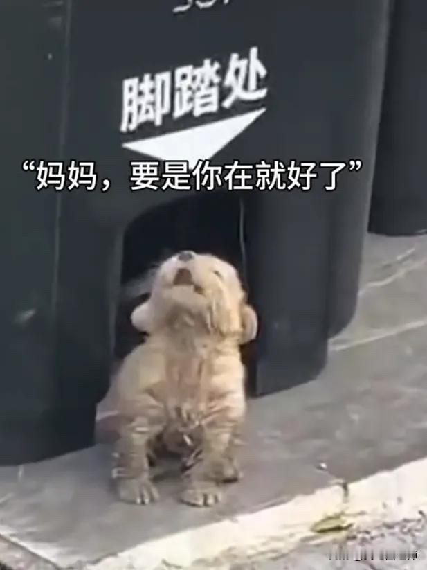 全网都看哭了，有网友拍下了令人心酸的一幕。眼前的这只小奶狗是只流浪狗。它还这么小