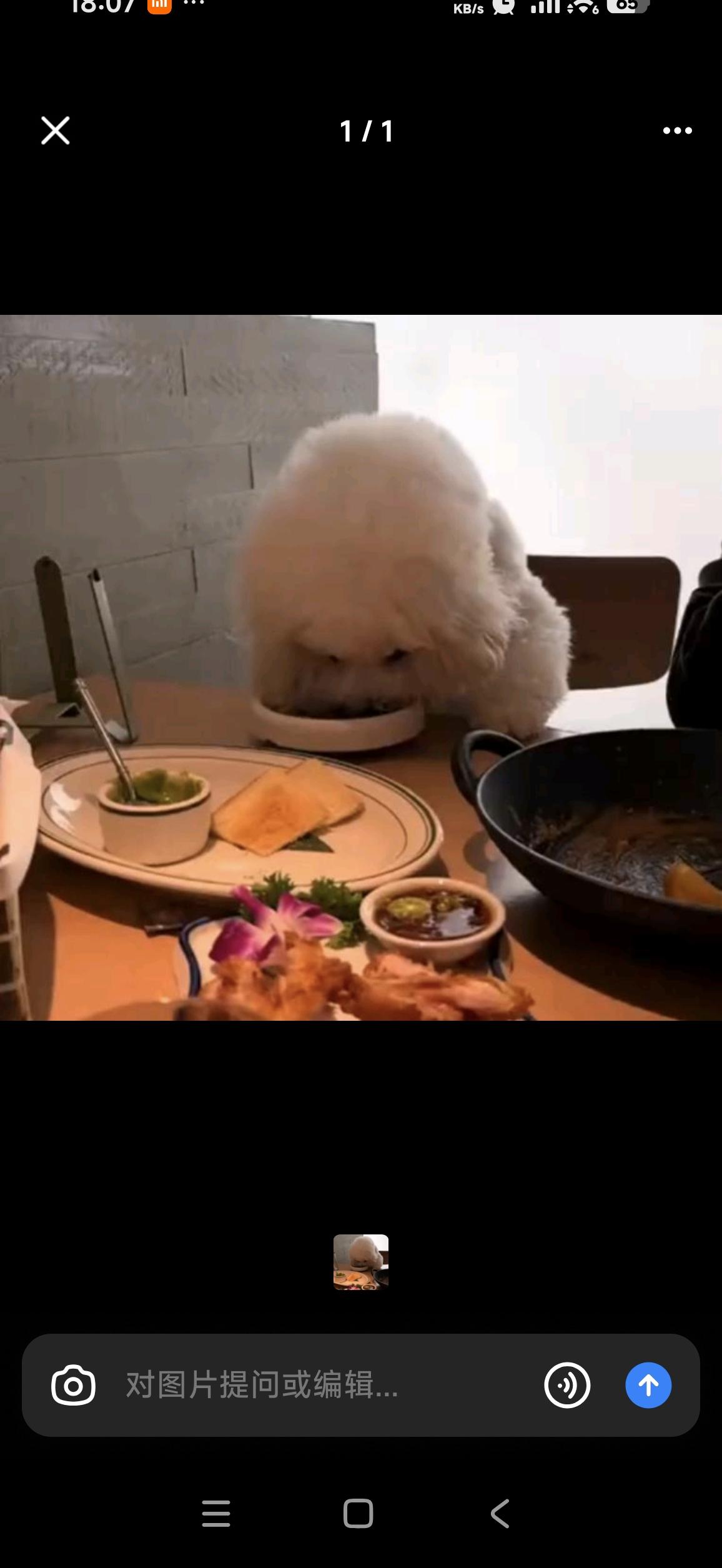 西安宠物狗上桌事件引网友热议（5月20-21日）西安雁塔区大都荟·太食兽