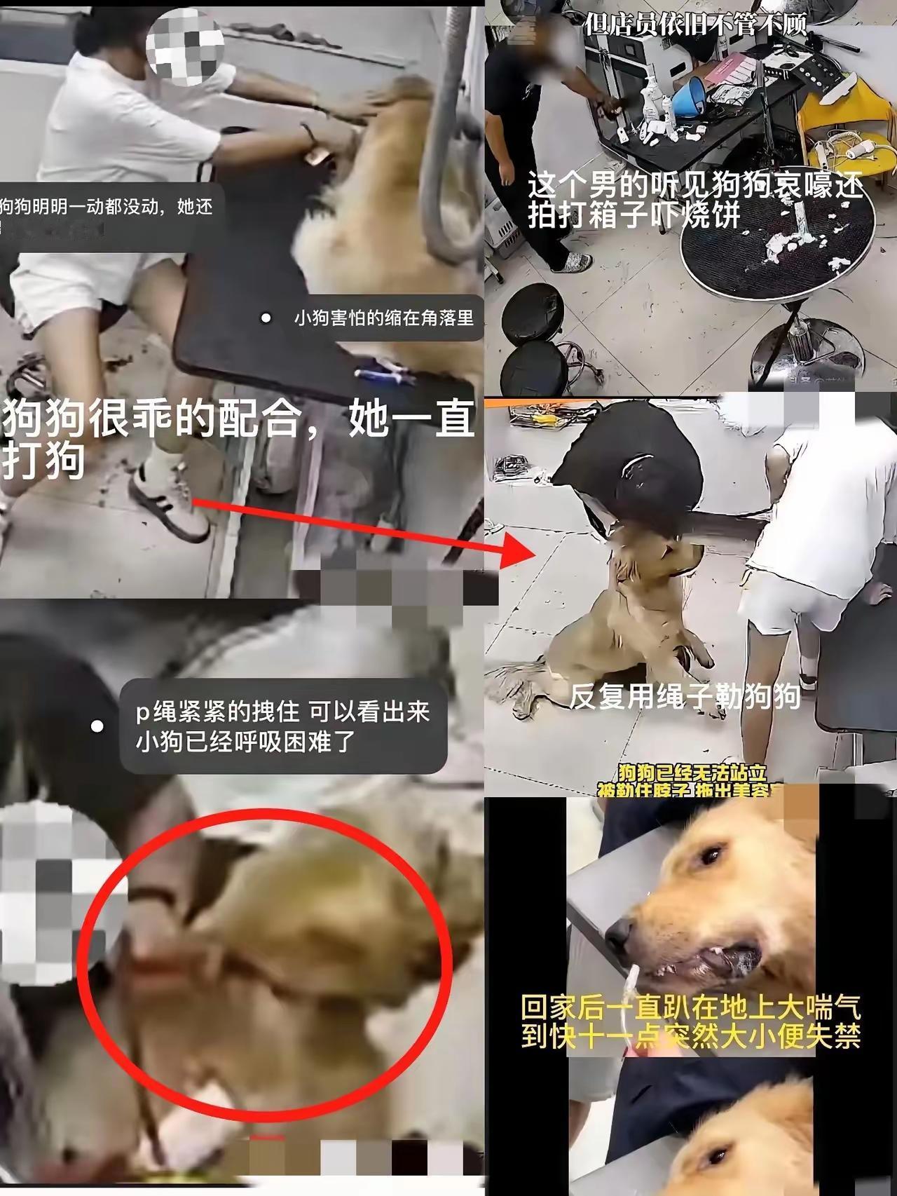 我想，这世上最让人寒心的不是天灾，而是人心能恶到什么地步！合肥艾肯宠物馆那三个成