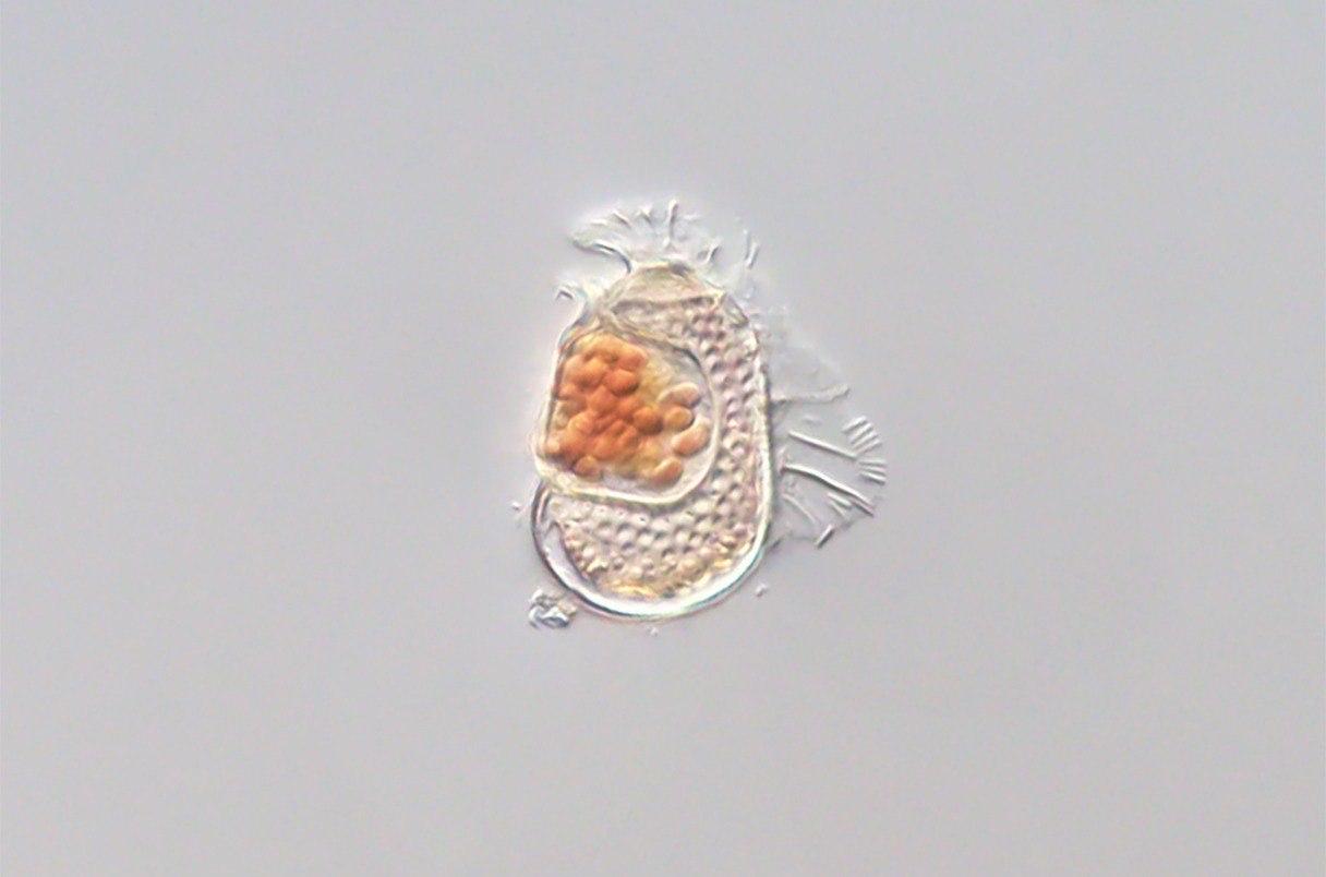 带有奇异基因组的微生物或正演化为病毒研究人员在一种名为Citharistes