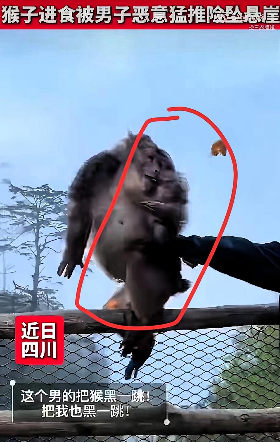 四川乐山，一只猴子正蹲在悬崖边安安静静剥橘子吃，可一名男子悄悄走到猴子身后，趁着