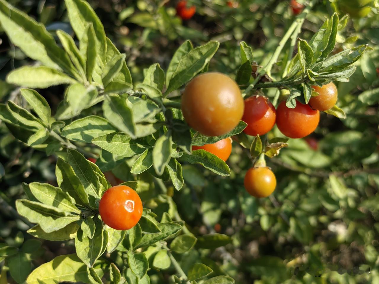 我们这里有个男人，说起来也快80岁了，但别人都不待见他，为啥呢？年轻时他会杀