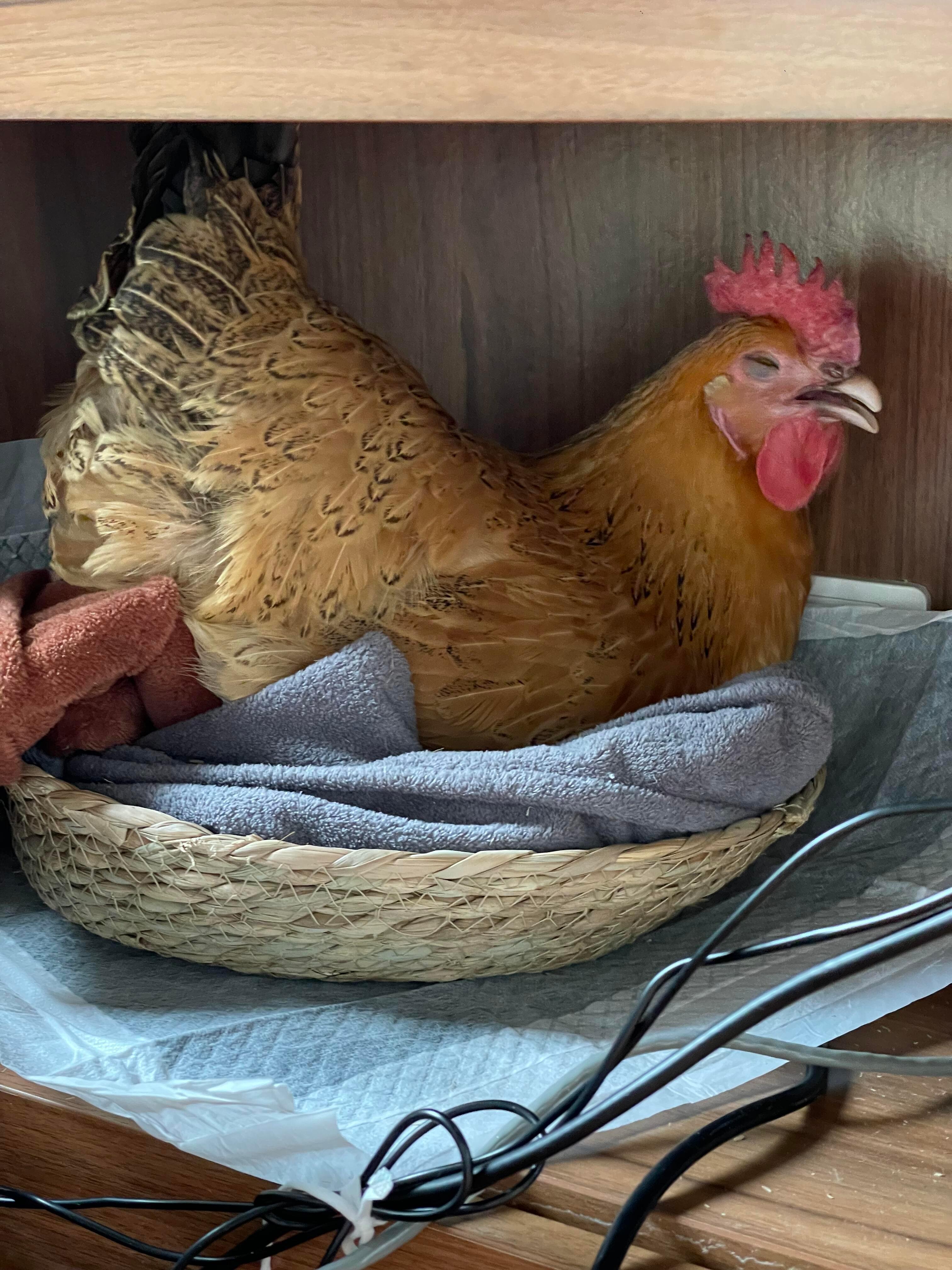 小鸡生蛋真的很辛苦