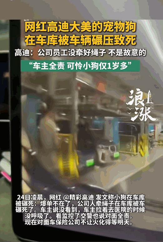 为何车主全责？5月24日，网红高迪的爱犬“爆单”在车库被碾死，交警明明白白判定了
