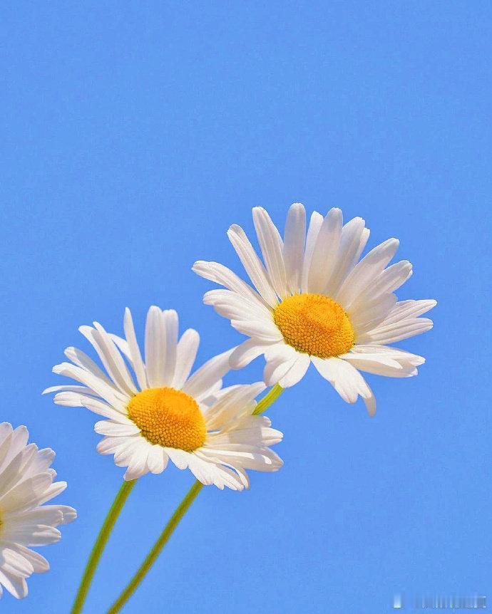 繁花入眼，揽尽人间温柔～寻美河南​​​