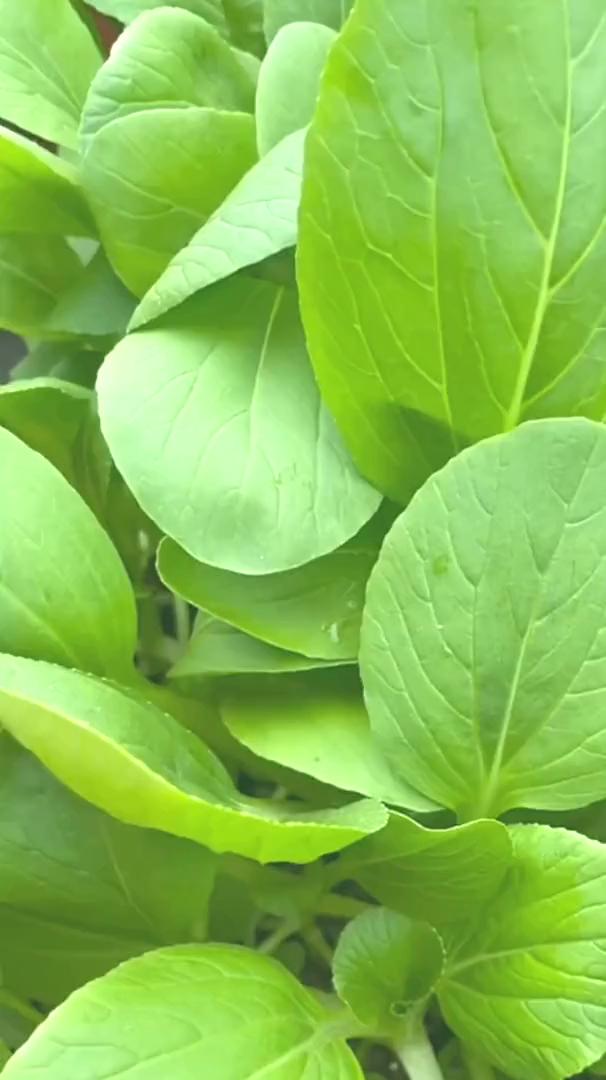 什么青菜从种植到采收只需要十来天？就是这款鸡毛菜，它不挑环境和土壤，撒籽就长，一
