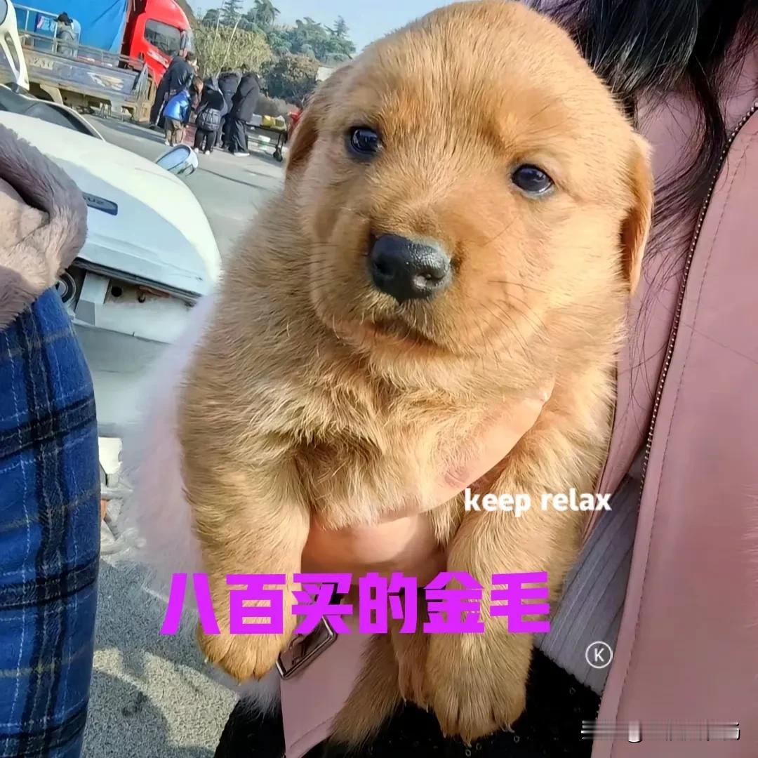 姨妈家的表妹，春节前在市场上，花了八百块钱，买了一只小金毛。当我看到她发的图片时