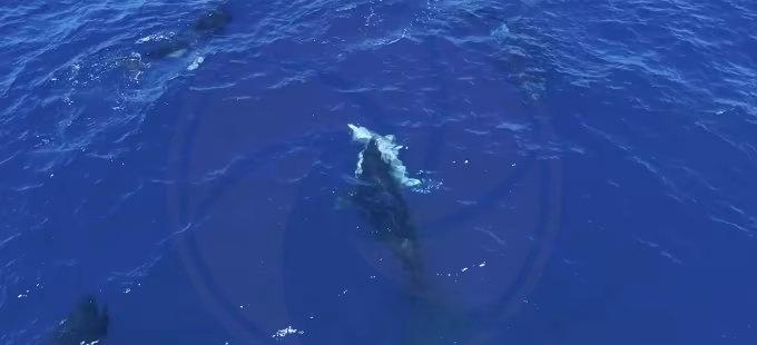 无人机再次拍到，虎鲸把大白鲨翻过来掏肝脏吃！图1：已经是虎鲸的狩猎文化之一！广泛