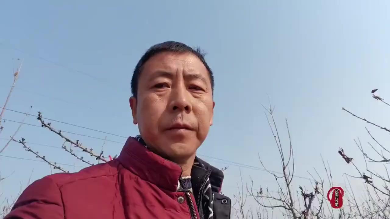 多种大樱桃种植模式，你pick哪种？🍒大樱桃种植模式有很多种，得根据当地气候条