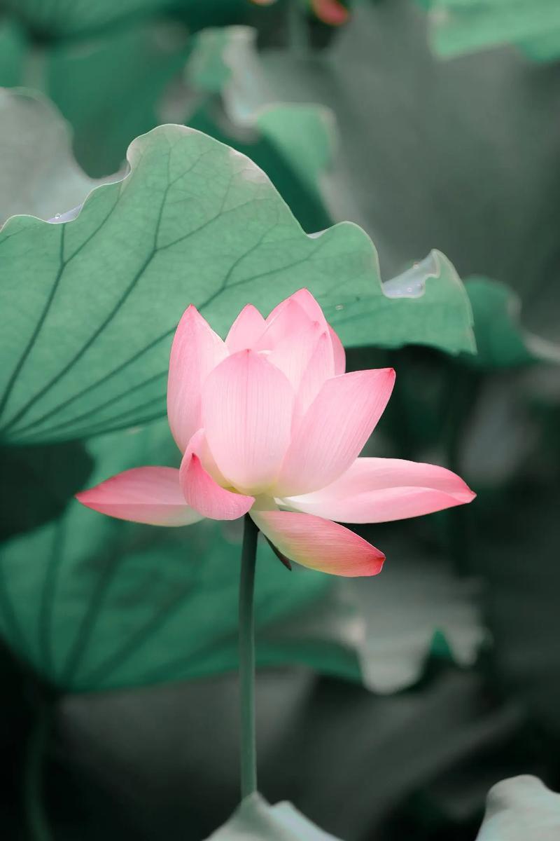 人生在世，你悟到什么道理在外说话五分真就可以了，在家说话则要七分真很多人说跟人说