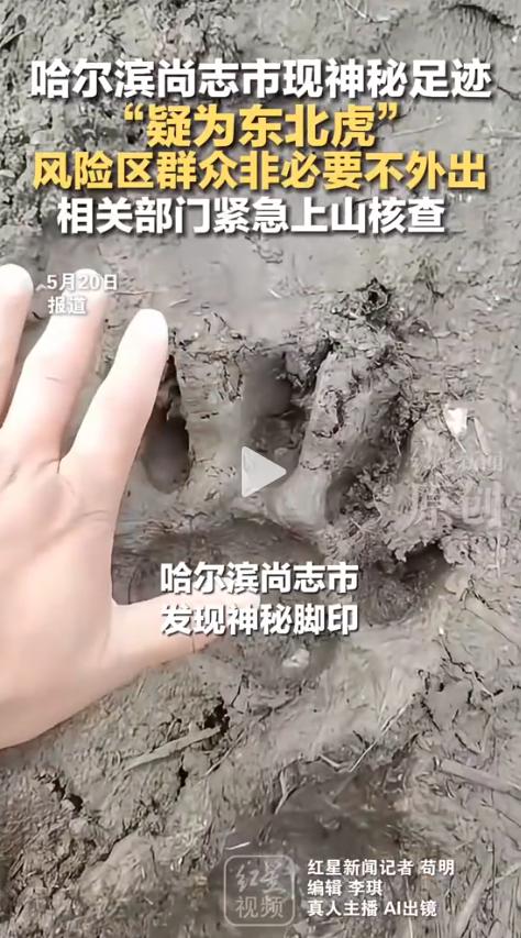 黑龙江尚志市帽儿山镇，有村民在田边发现一串碗口大的脚印。林草局连夜上山，无人机也