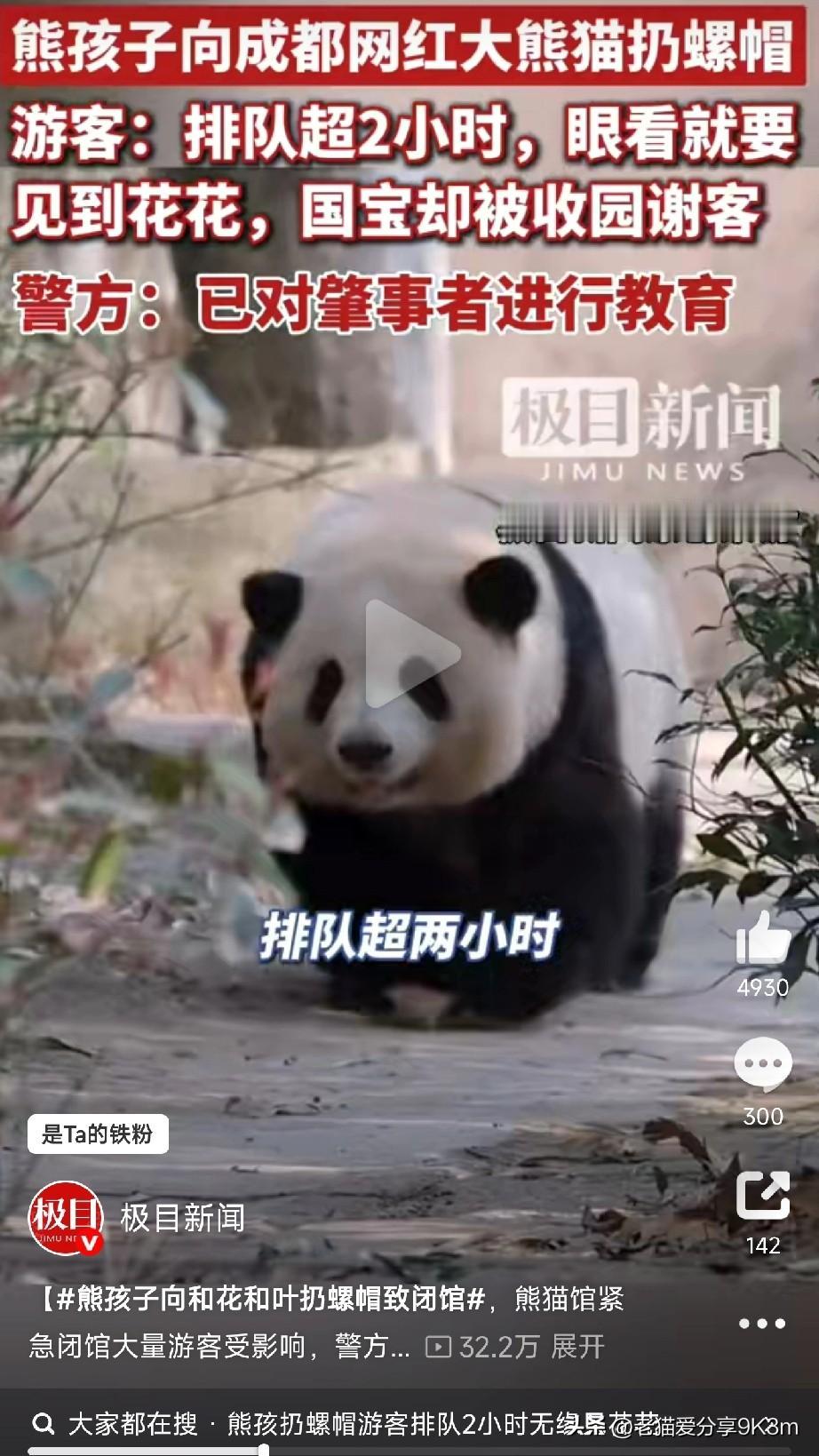 今天成都大熊猫基地出了件糟心事！网红大熊猫“和花”（花花）和弟弟“和叶”的场