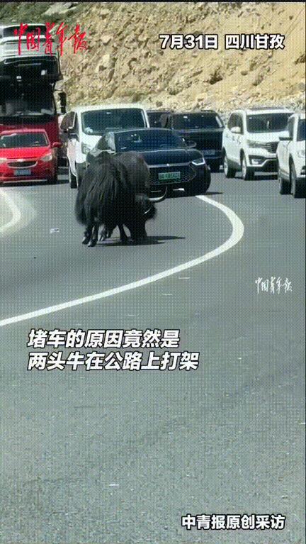 真是笑不活了！四川甘孜，一盘山公路上堵车堵了20多分钟！众人都以为前方出事故了，