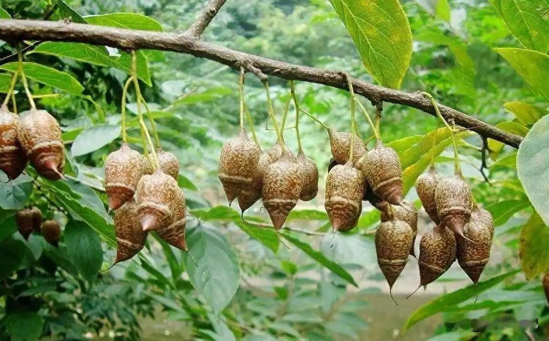 2023年洞庭湖惊现200多棵“柴火树”，竟是中国独有濒危物种！谁能想到，就