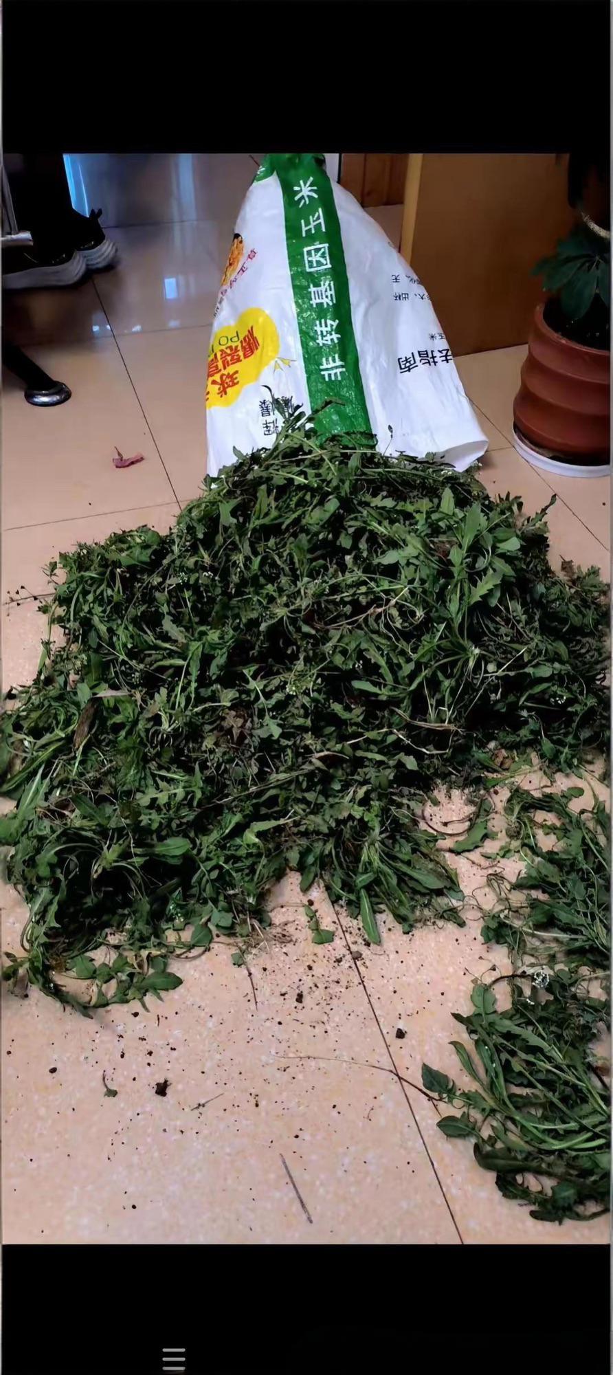 这野菜好挖不好摘