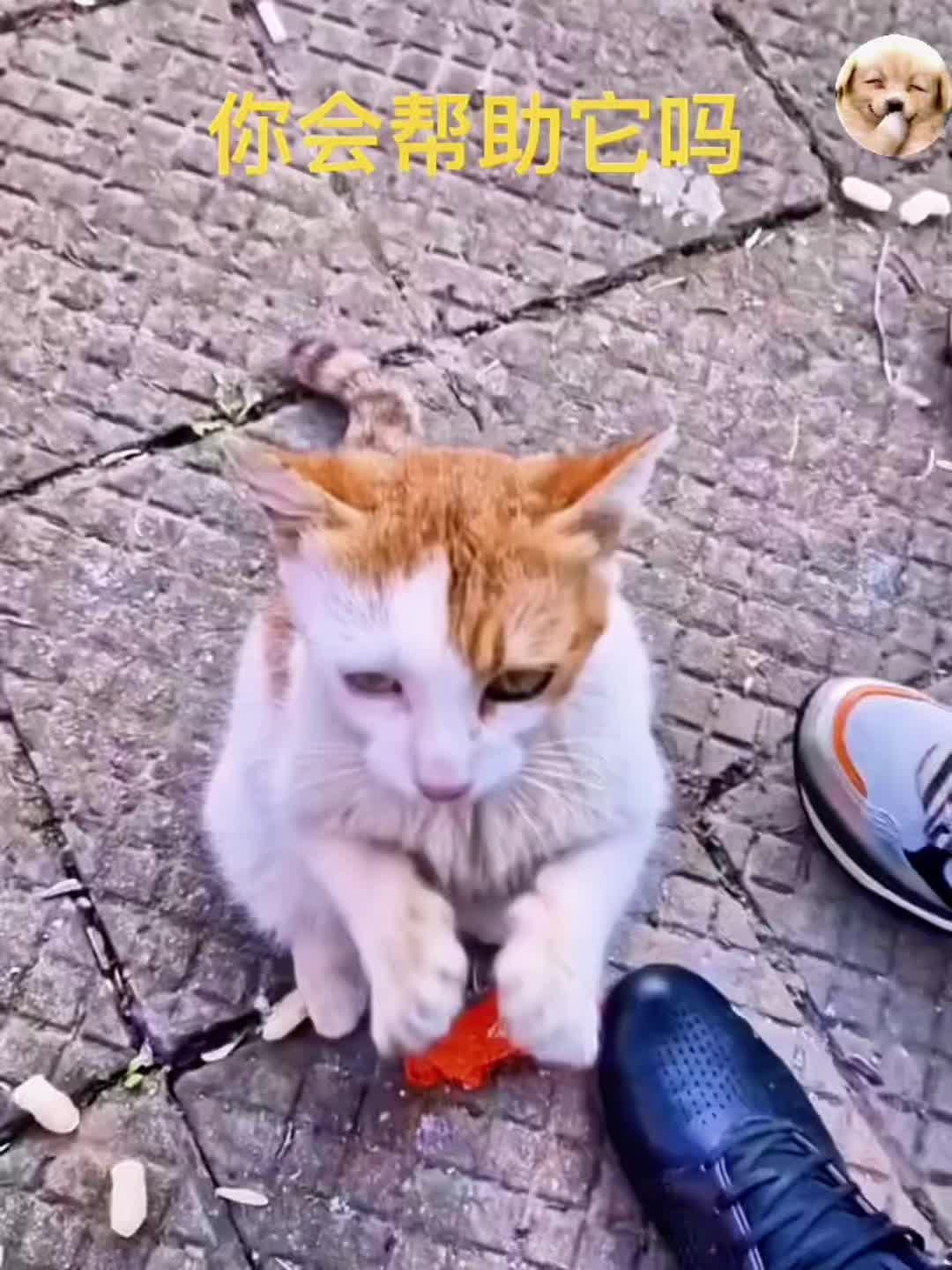 一只流浪猫不断地向人们行跪拜礼，而它仅仅只人是为了请求好心人帮帮自己的...
