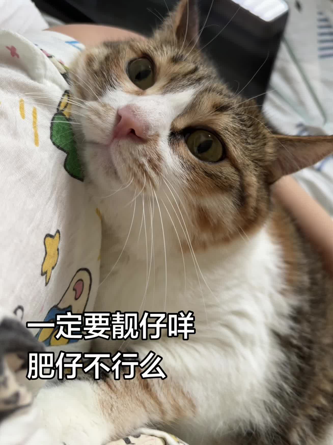 心思全写在脸上的猫猫 喵星人报道 谁不为小猫咪着迷呢