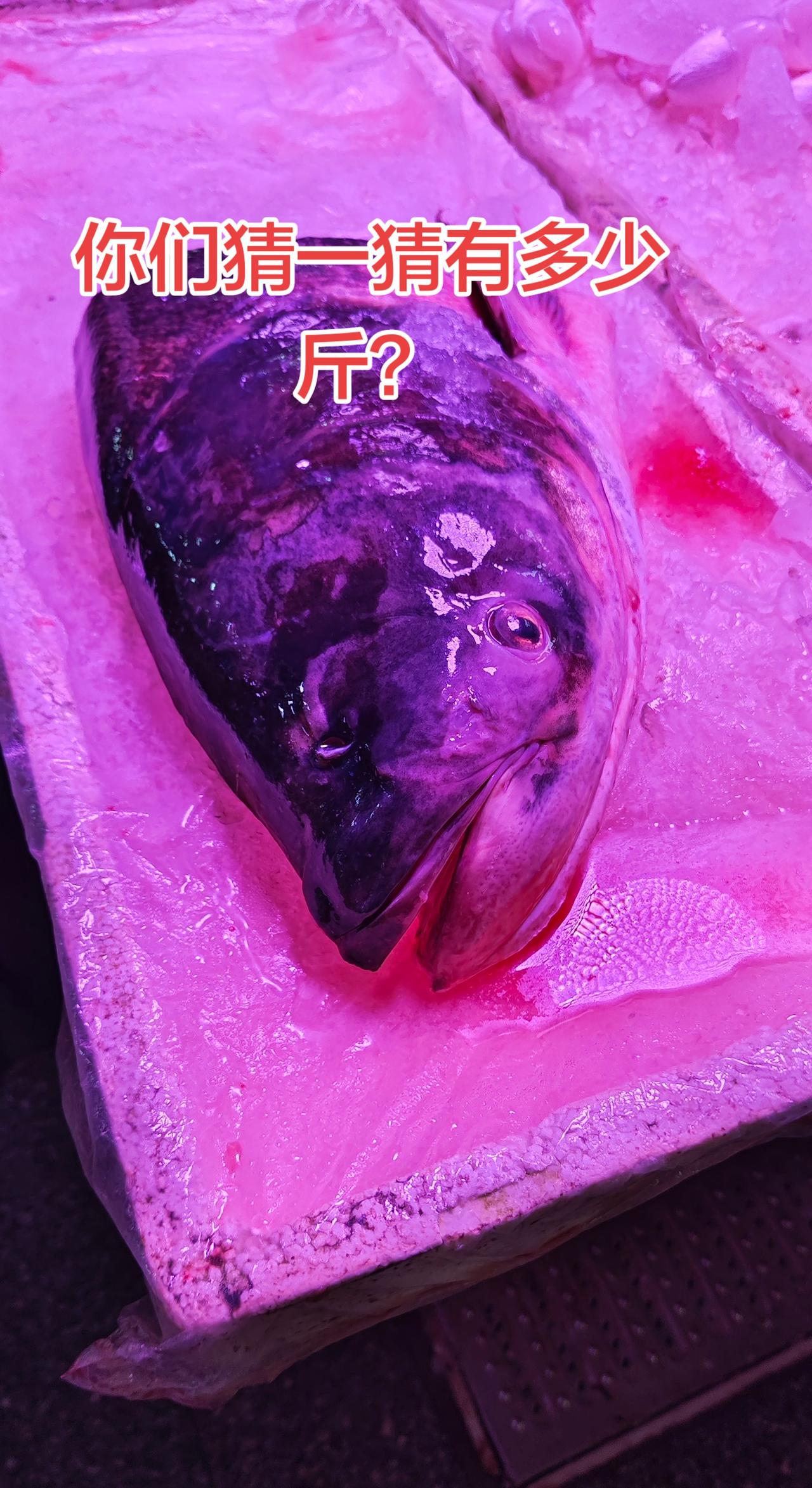 水库鱼头，你们猜猜有多少斤？