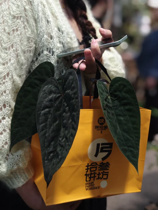 没什么烦恼，是一盆喜欢的绿植解决不了的