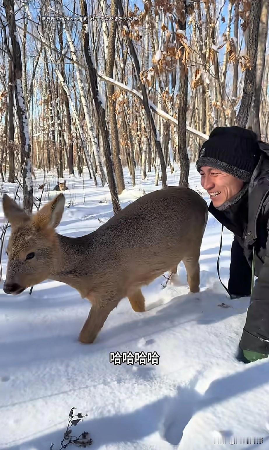 东北的这个哥们，对野生小动物非常的友善，与野生动物真正达到了和谐共处的效果，这只