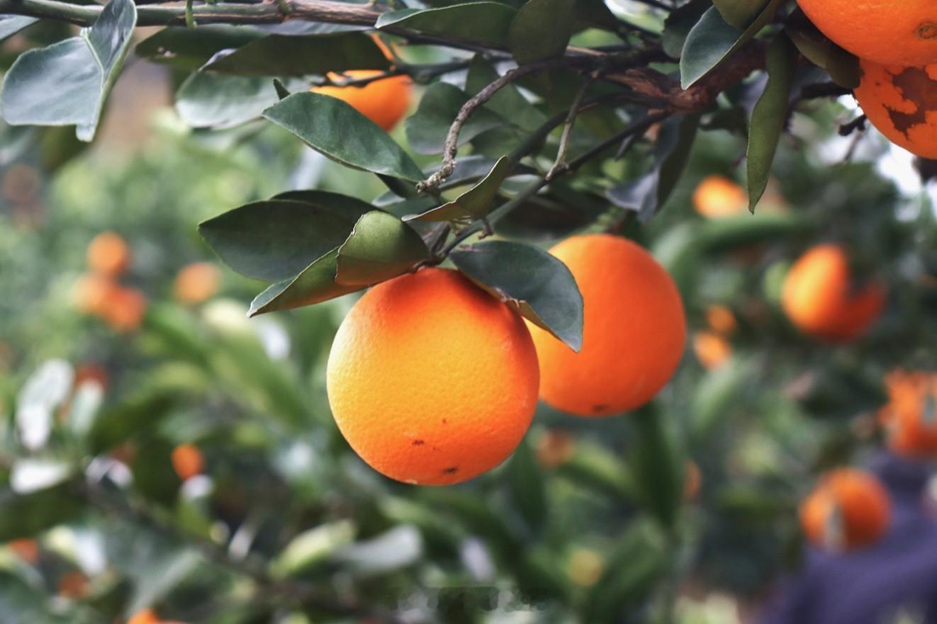 邵阳新宁的崀山脐橙为国家地理标志产品。全县种植50万亩、年产70万吨、年产值6