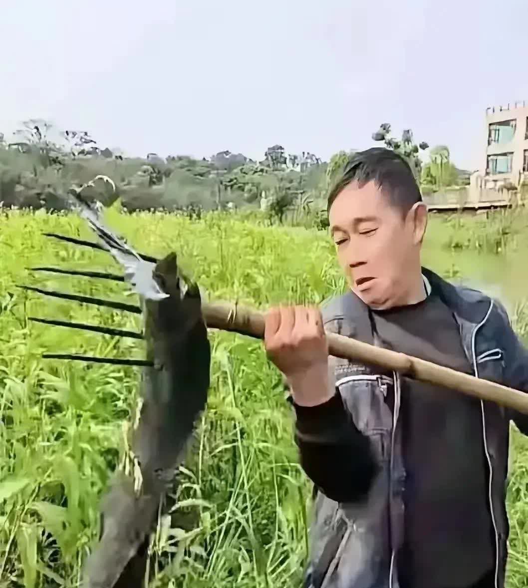 湖北，一名男子种了几十亩稻田，期待着能有个好收成。然而，最近他发现稻田里的稻谷总