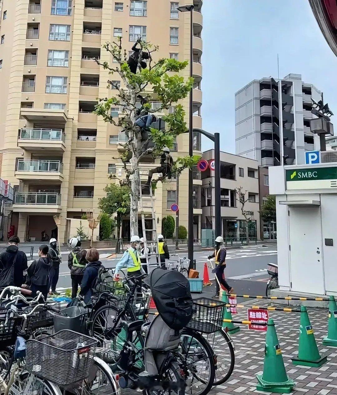日本就业率居高不下？原来是这样！一条街没有几棵树，修剪枝丫的园林工人却有十几个。