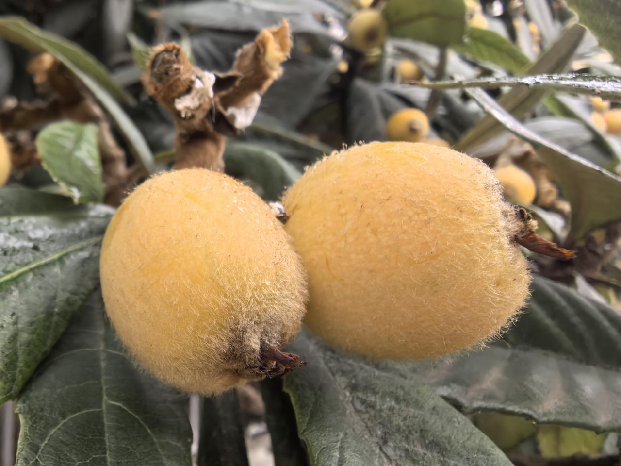 丰收果实满枝头，满载甜蜜与希望。🍂🍎