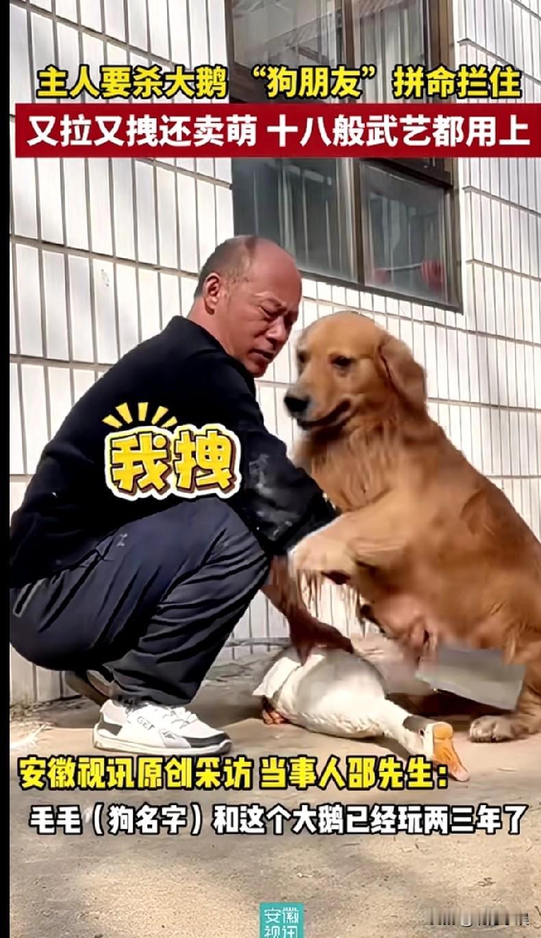 这狗朋友能处!主人要杀大鹅吃肉,没想到小狗看到后拼命的阻拦,不断地拉着主人拿刀的