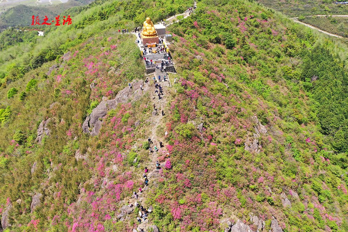 浙江省宁波市鄞州区和奉化区交界的金峨山，杜鹃正绚烂，又到了一年一度的最美时光，错